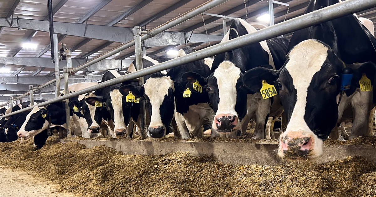 dairy cattle in head gates
