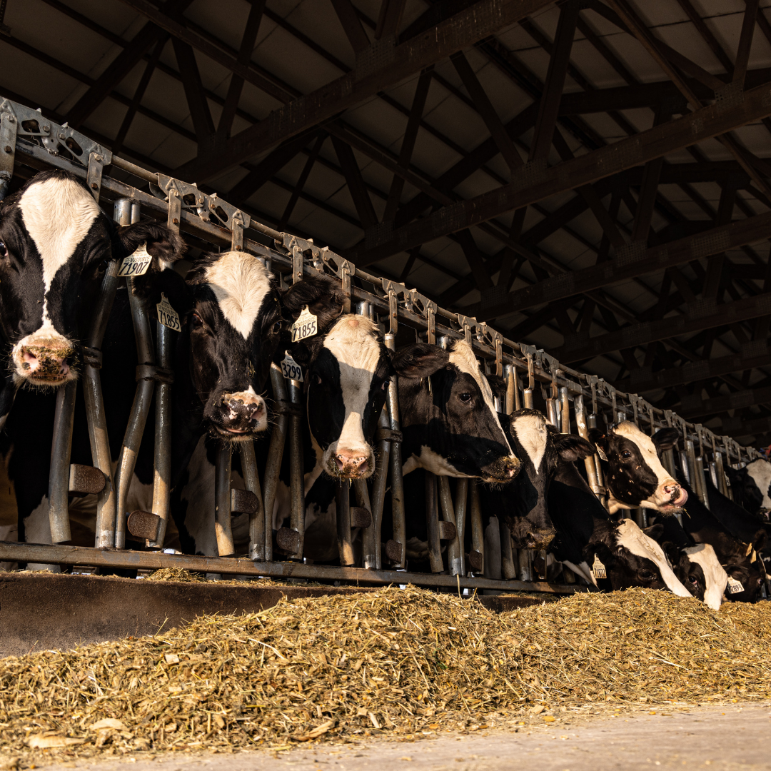 dairy cattle in head gates