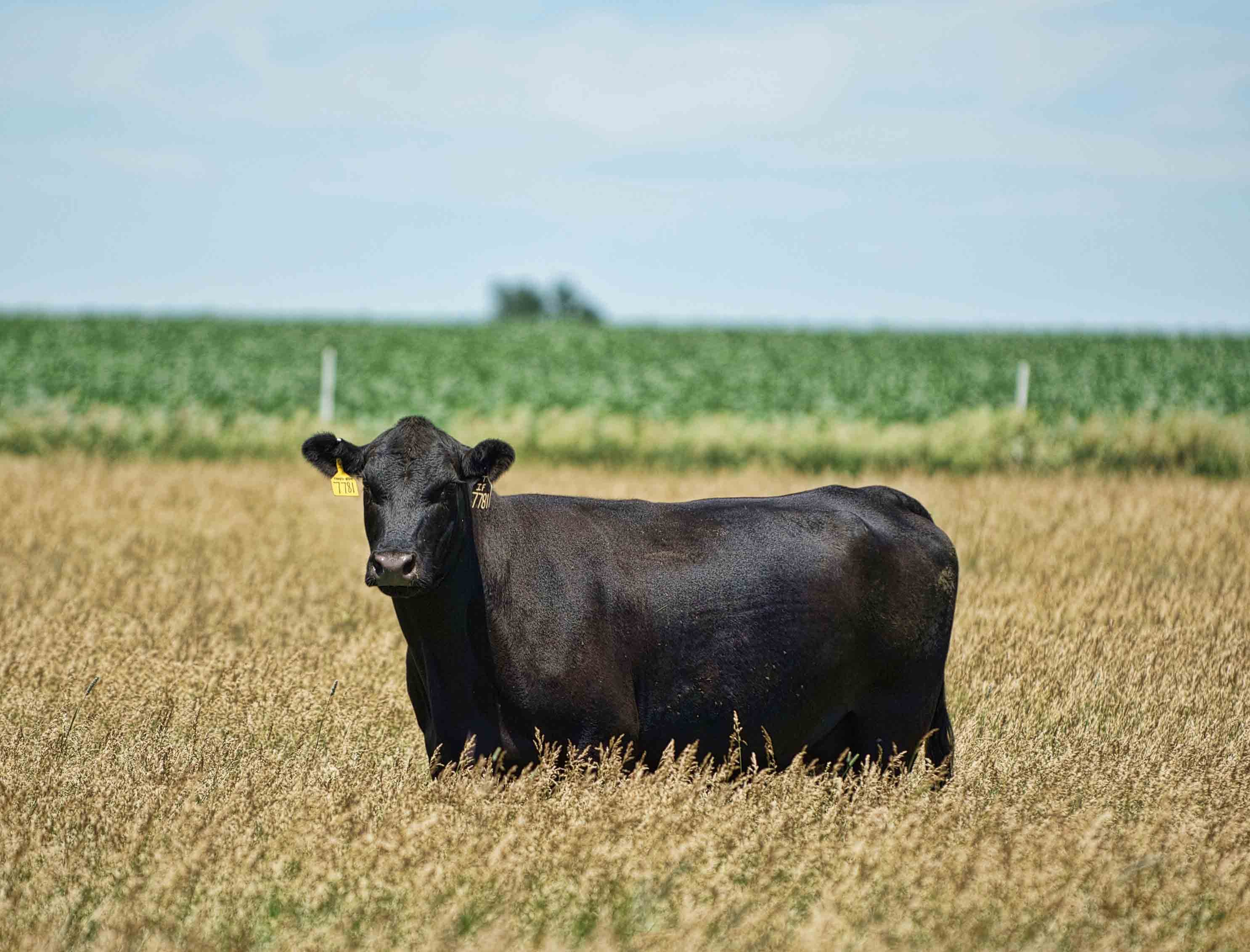 Black cow stands in a sunny field of tall grass, wearing yellow ear tags, with a green crop field in the background.