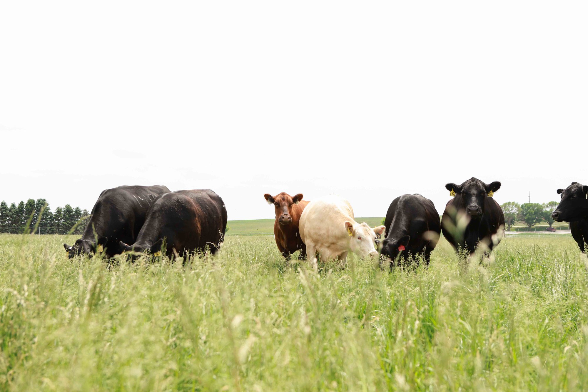 Group of cattle grazing in a green pasture.