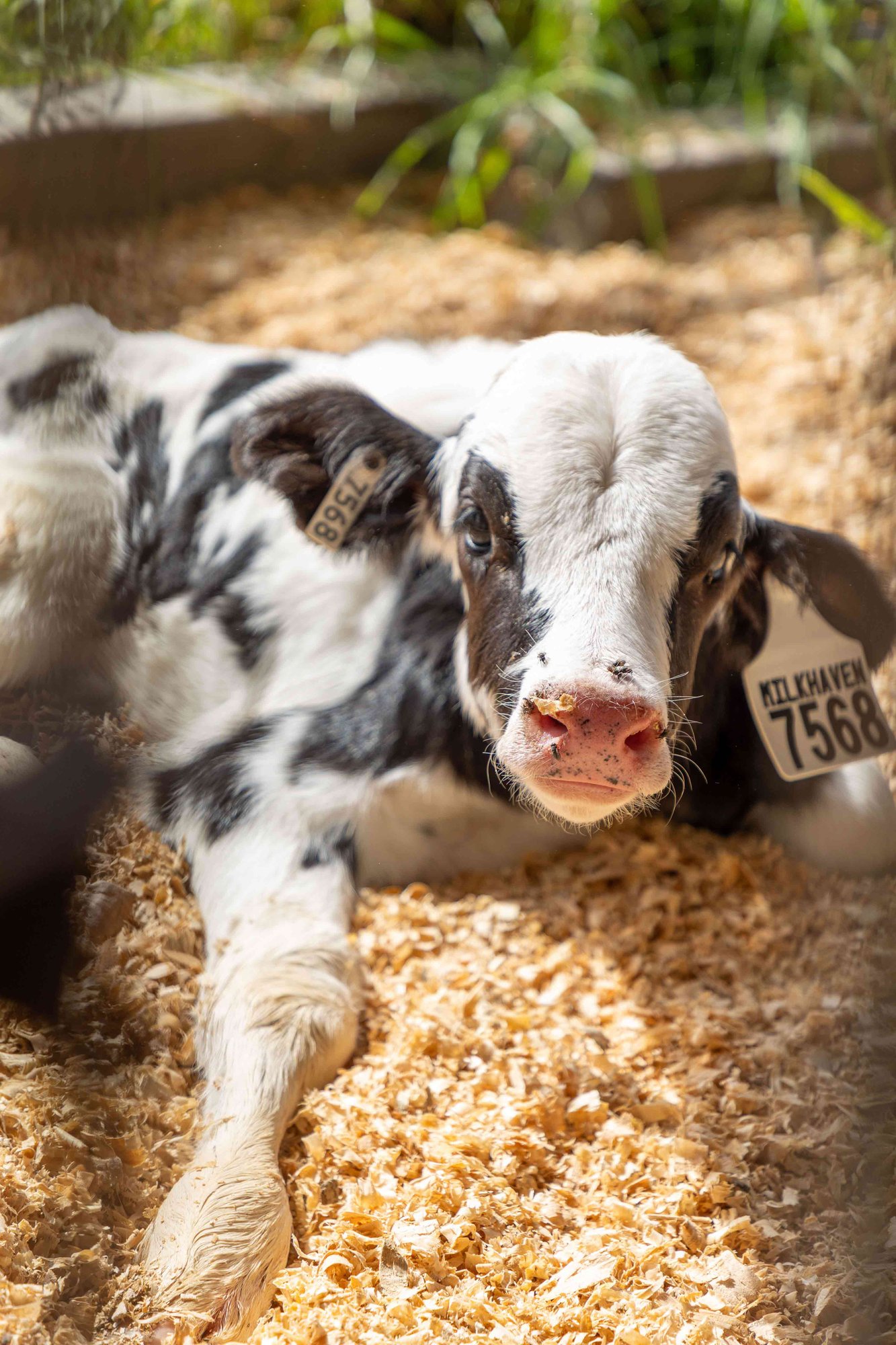 Black-and-white-calf-with-identification-ear-tags-resting-on-wood-shavings